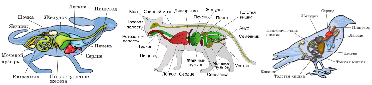 Пасивне куріння та домашні тварини Фото-1