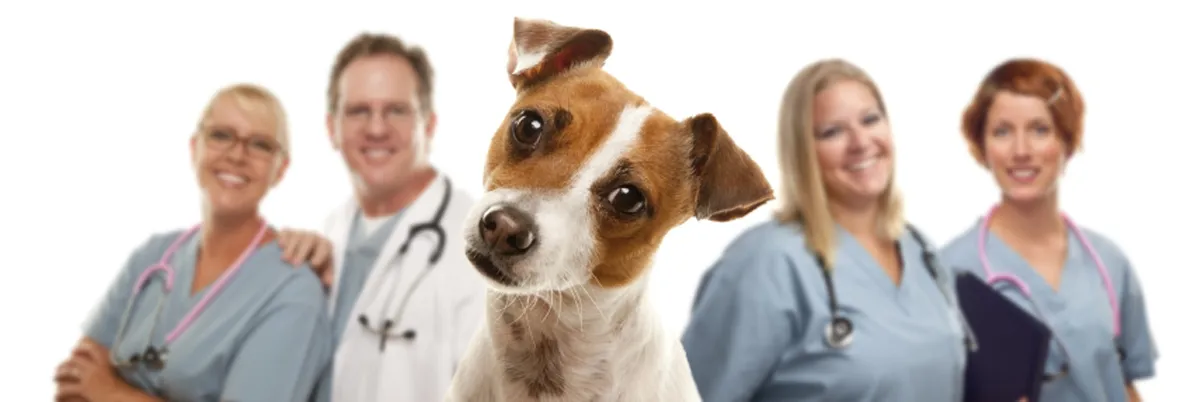 Пасивне куріння та домашні тварини Фото-2