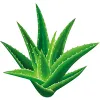 Алоэ