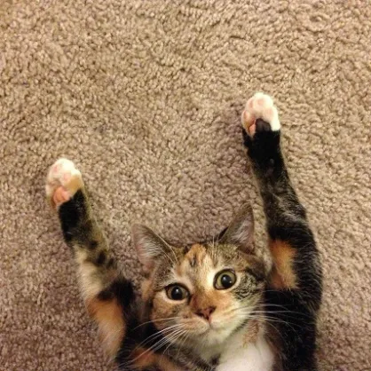  Вейпери змусили міністра охорони здоров'я Австралії відступити